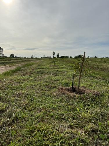 Chachoengsao, Kaohinson 50 Rai (2022)