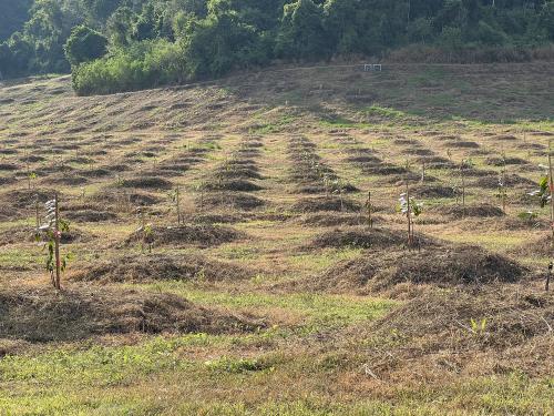 Pranburi , Bueng Nakorn 280 rai 2023