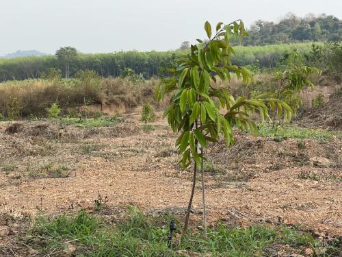 Chachoengsao, Tha Ta Kieab Phase 3 200 Rai (2024)