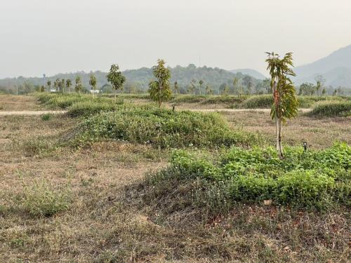 kanchanaburi 275 rai