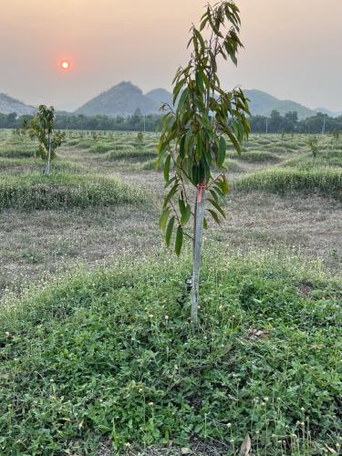 kanchanaburi 275 rai